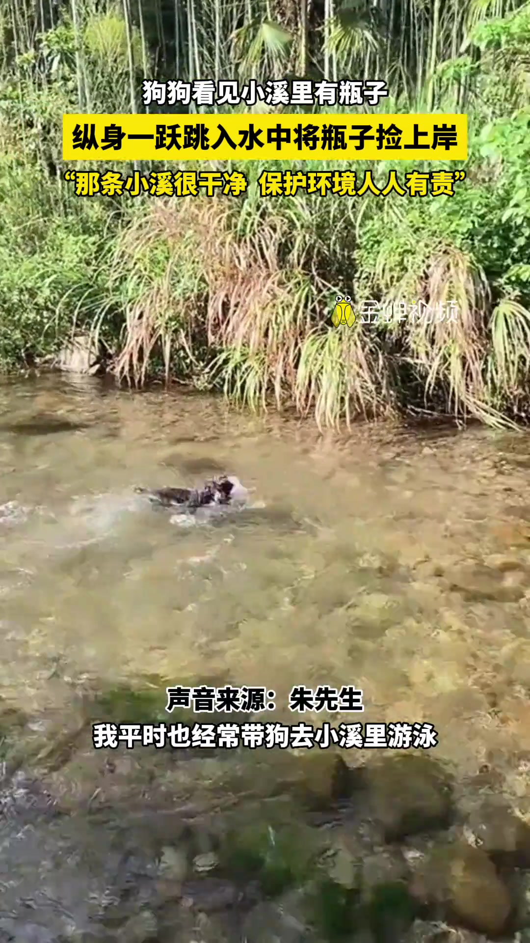 狗狗看见小溪里有瓶子，纵身一跃跳入水中将瓶子捡上岸