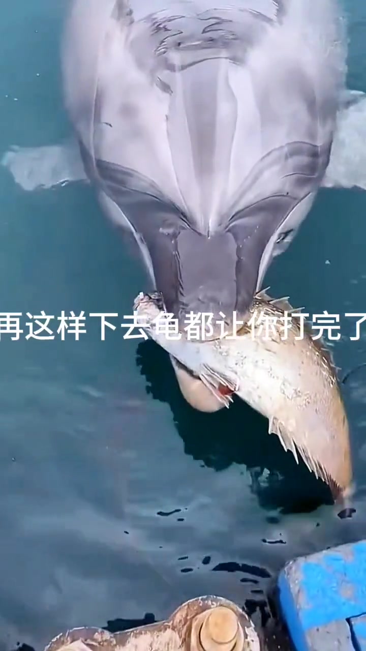 海豚：回吧，你不是干这个的料