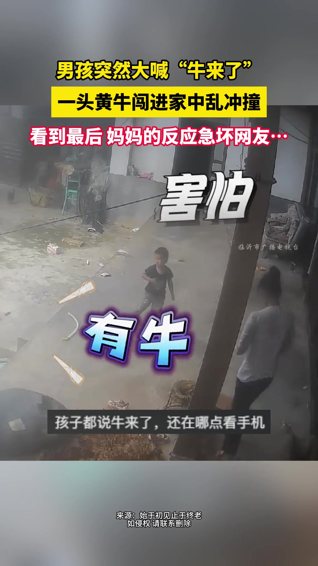 男孩突然大喊“牛来了” 一头黄牛闯进家中乱冲撞