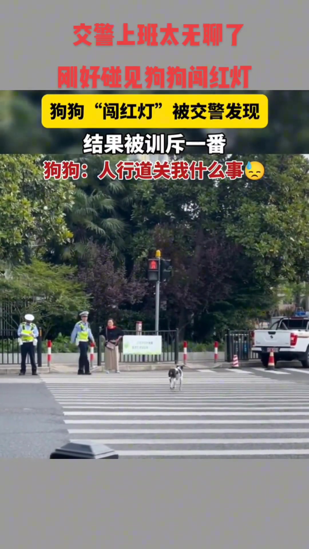 工作太无聊了 和狗玩玩