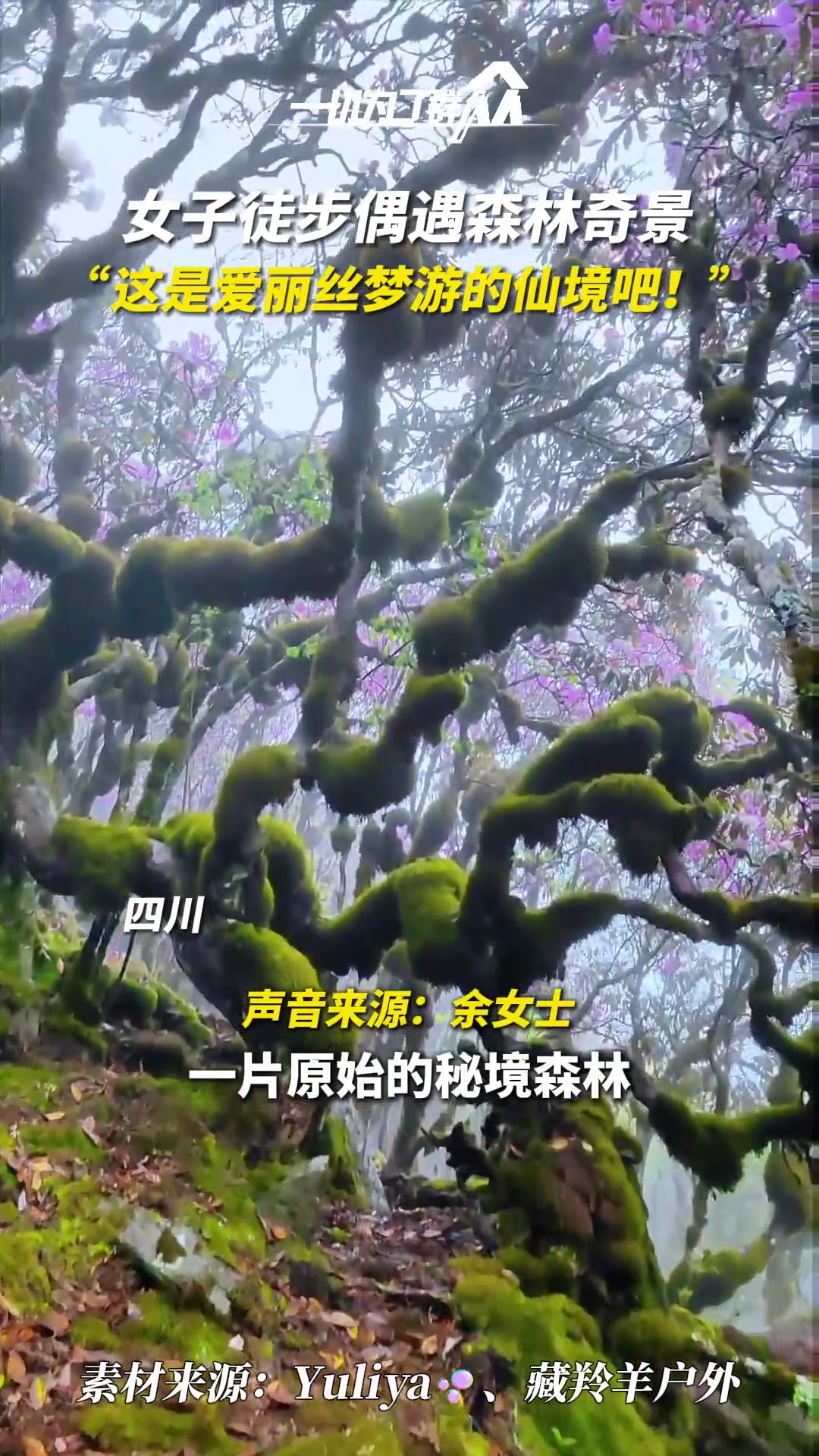 女子在小相岭徒步偶遇森林奇景 这是爱丽丝梦游仙境吧
