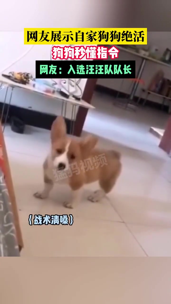 不是，你真汪汪队啊？