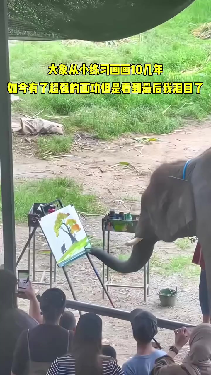 大象从小练习画画10几年，如今有了超强的画功。