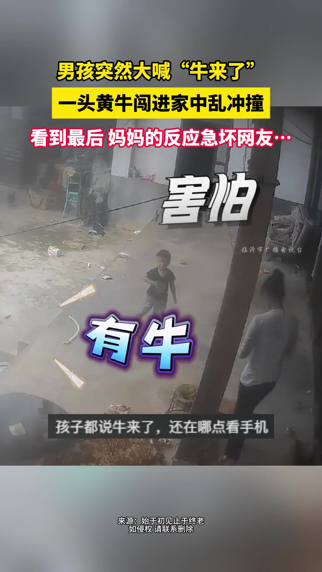 男孩大喊“牛来了”，接着一头黄牛闯进家中乱冲撞...