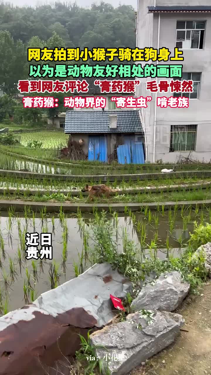 本以为是动物友好相处的画面。没想到……