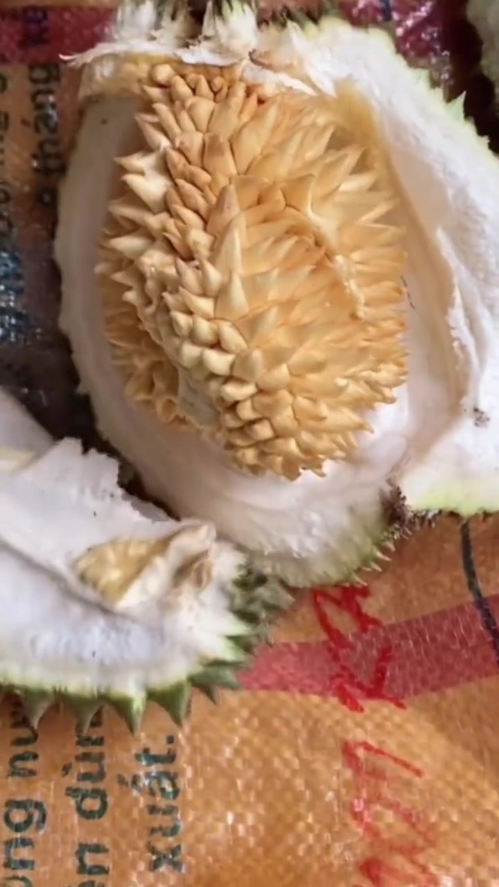 这是真实存在的吗？人生无常，大榴莲包小榴莲