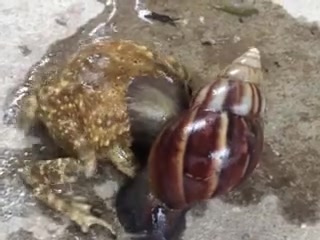 头次见，这两玩意都能打起来吗？