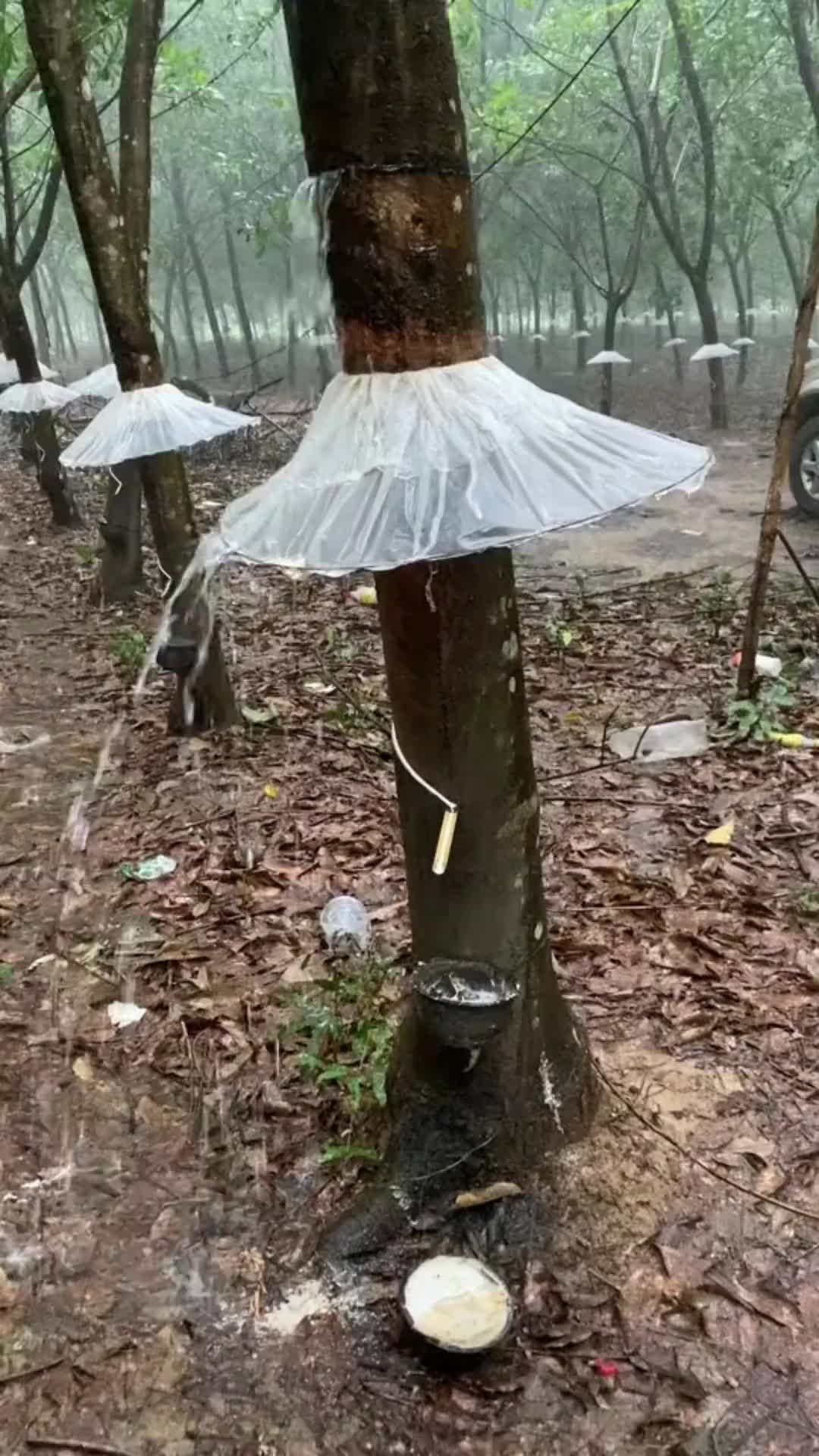 吧友们这是什么作用啊？这年头树都要穿小短裙了？