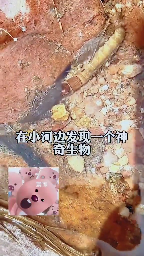 这啥虫啊？这么凶的吗？连青蛙都能吃的下去