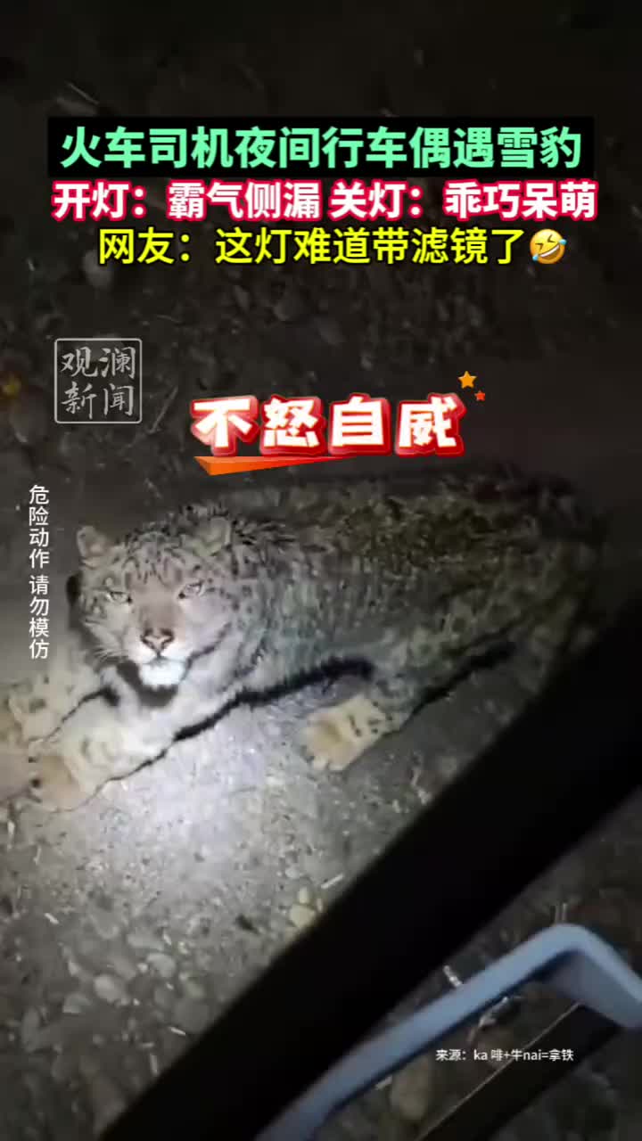 雪豹 从霸气侧漏到乖巧呆萌只需一盏灯！