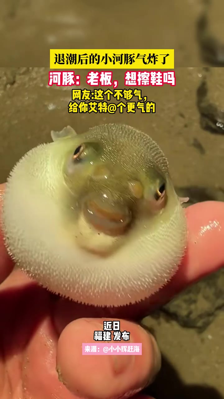 退潮后的小河豚气炸了