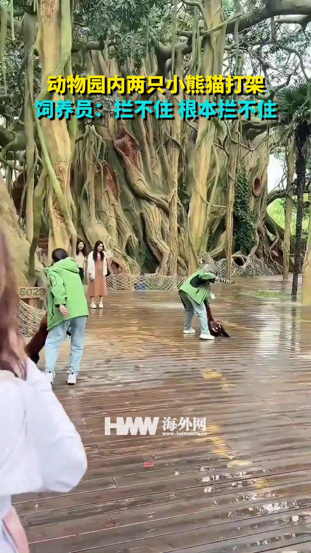 两小熊猫打架！狐猴是在督战吗？