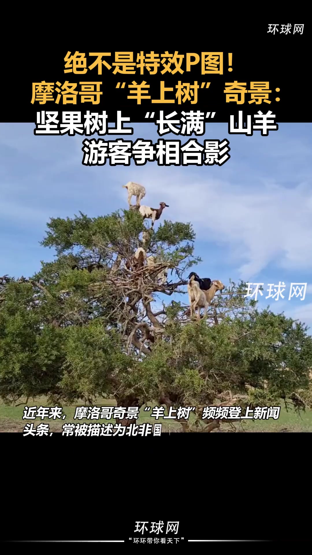 摩洛哥“羊上树”奇景！真不是P的！