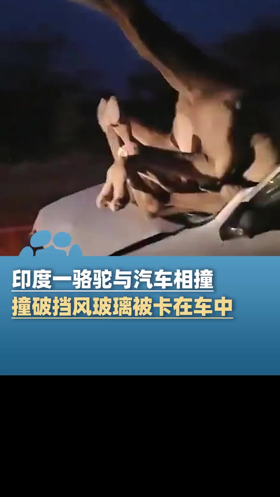 死法罕见！印度一骆驼与汽车相撞！