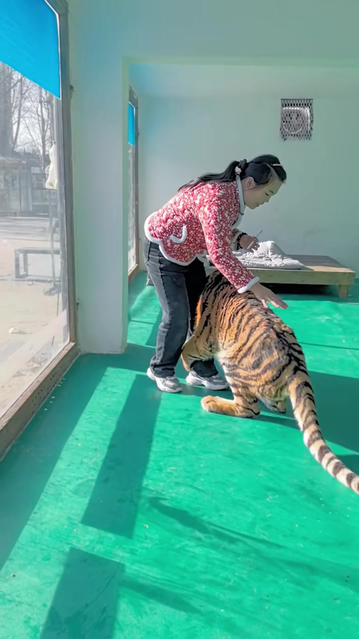 东北虎不舒服，兽医不敢靠近，只能奶妈亲自动手了