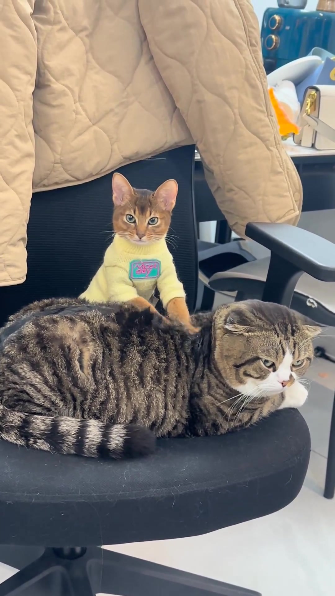 人里人气的猫技师 ​