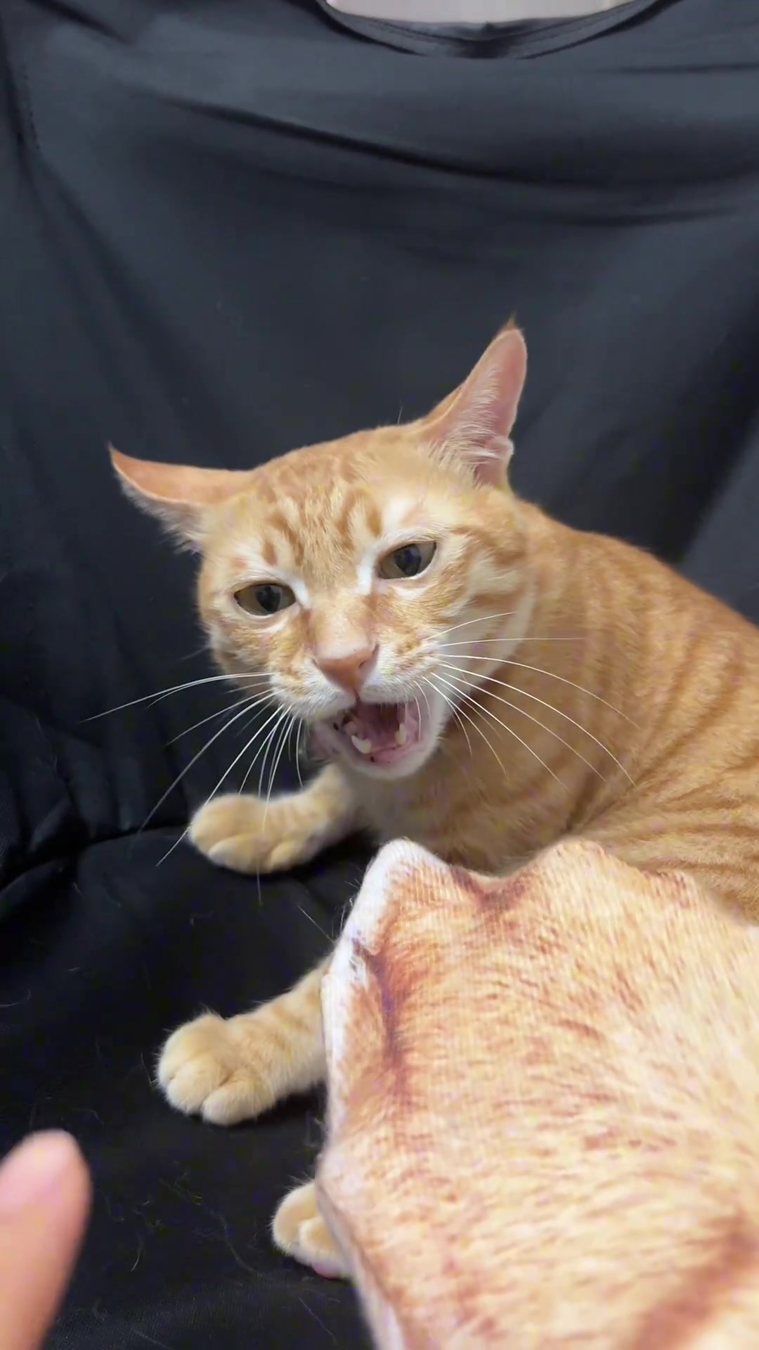 猫：难道我真是这老登的种？？？