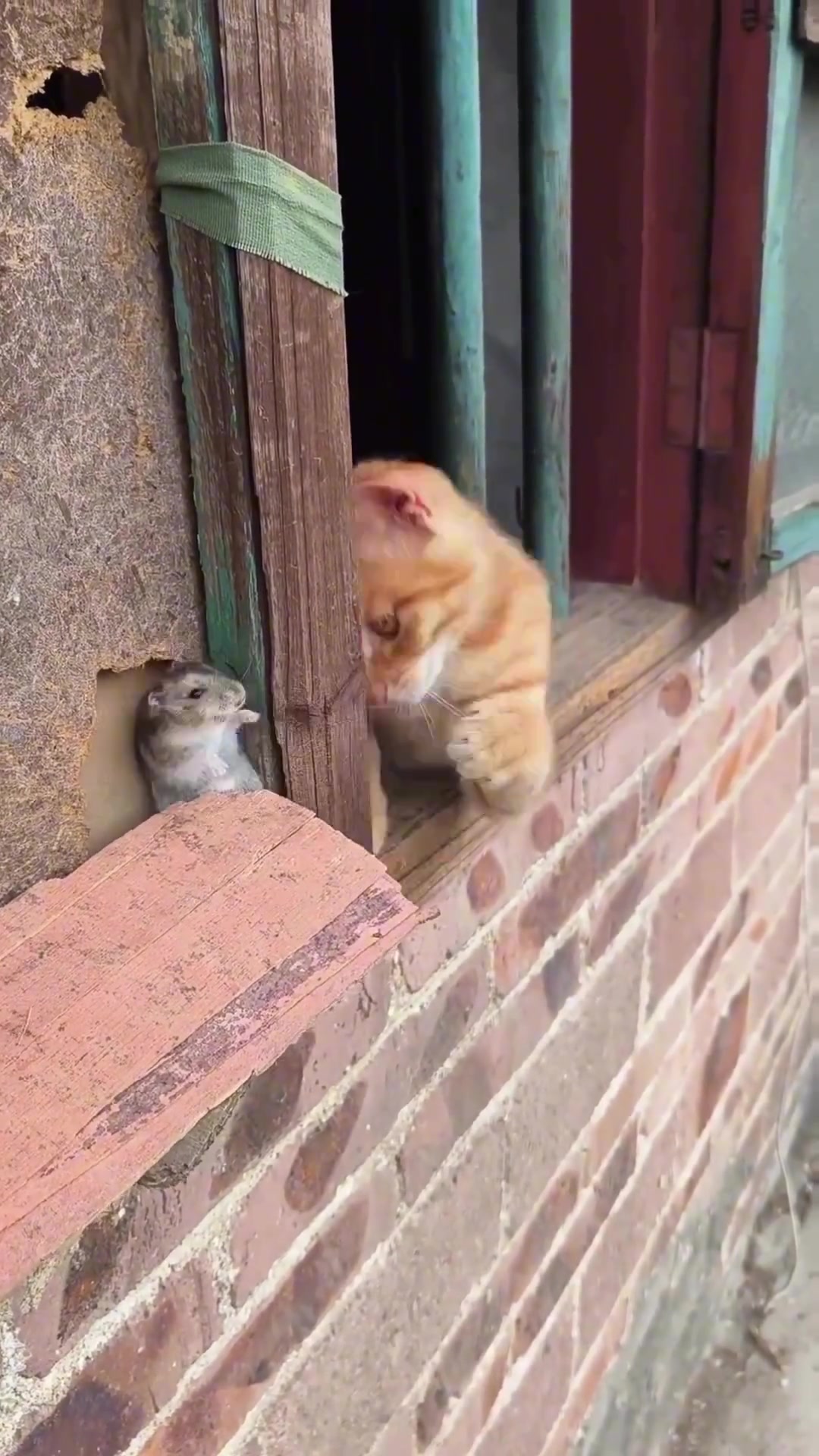 难道这就是：霸道猫咪强制爱！