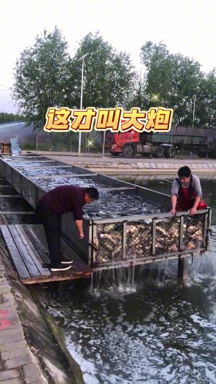 这鱼放的死伤一大半啊，看得真着急