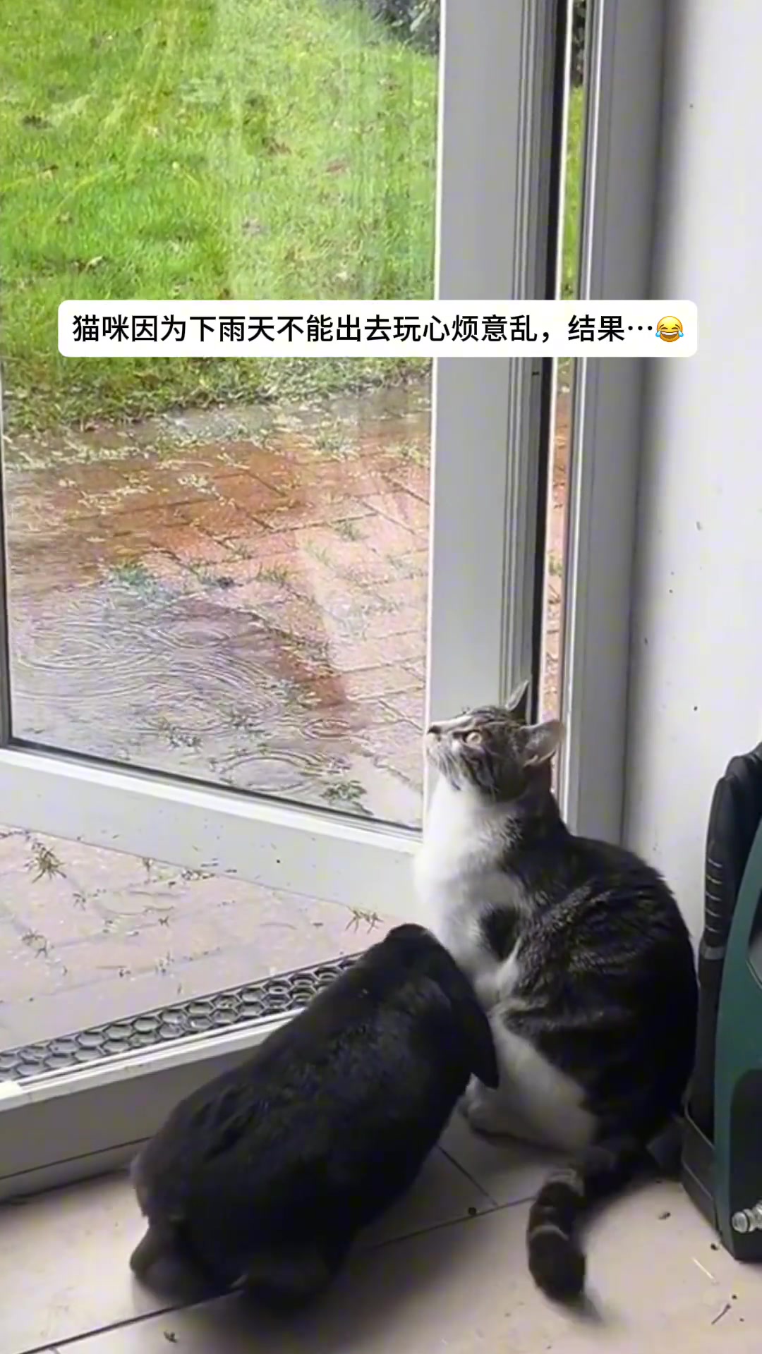 猫：滚一边去