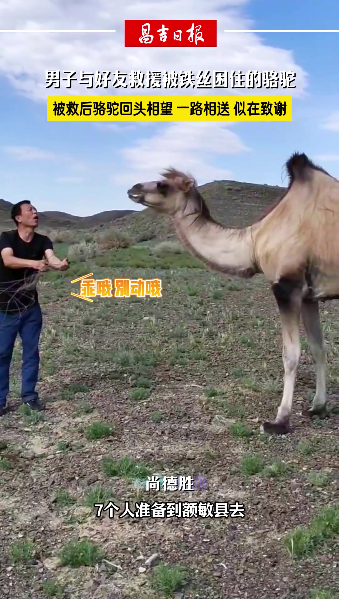 男子与好友救援被铁丝困住的新疆骆驼 ！