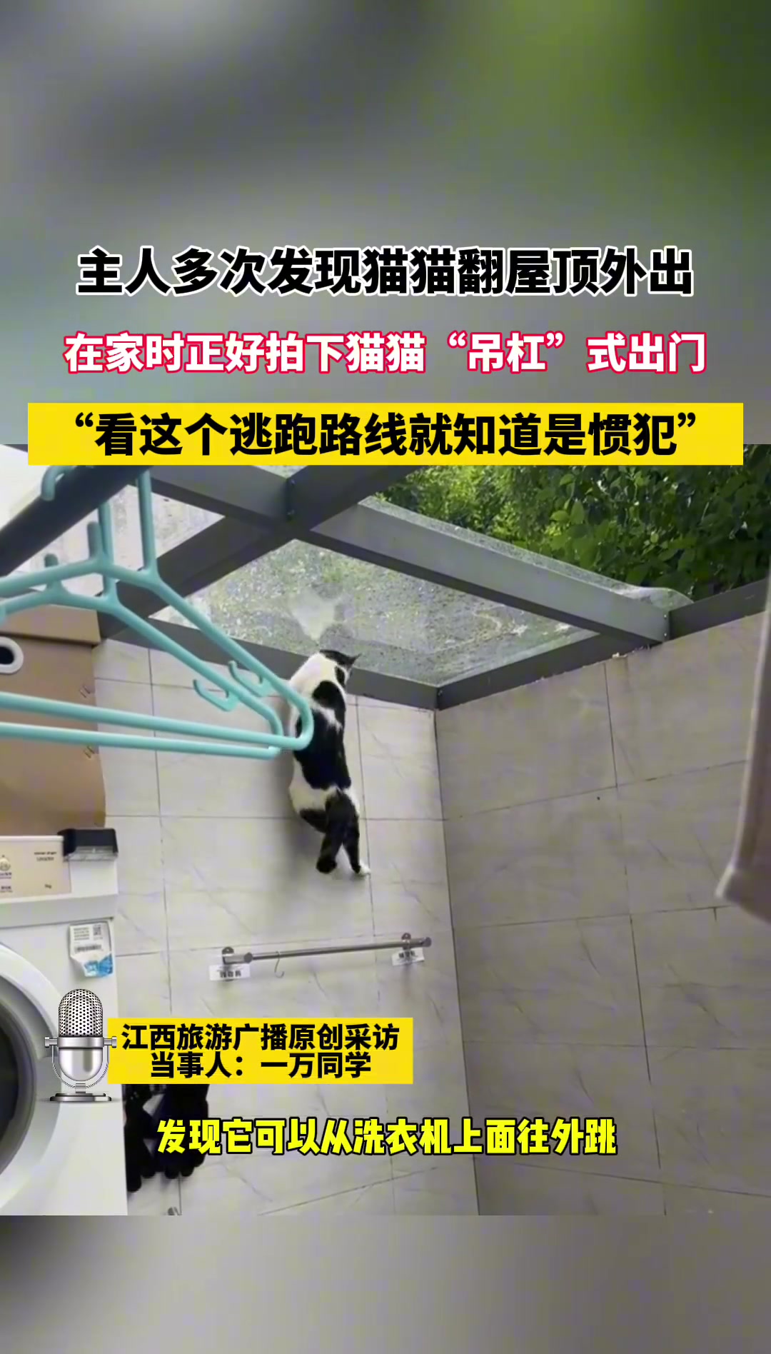 主人发现猫猫翻屋顶外出，正好拍下猫猫“吊杠”式出门