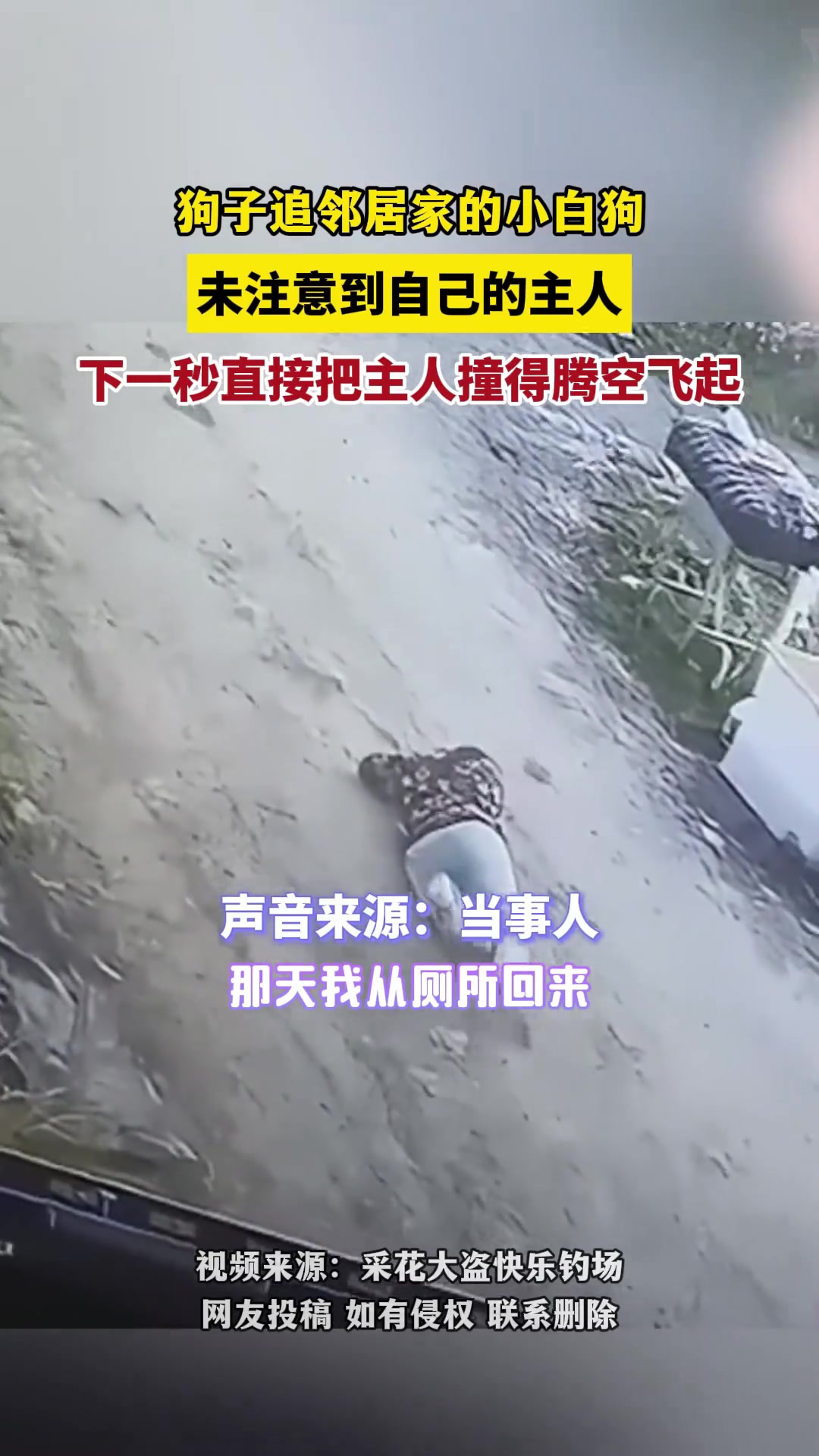 自家大狗追邻居小狗，没注意把主人撞得腾空而起！