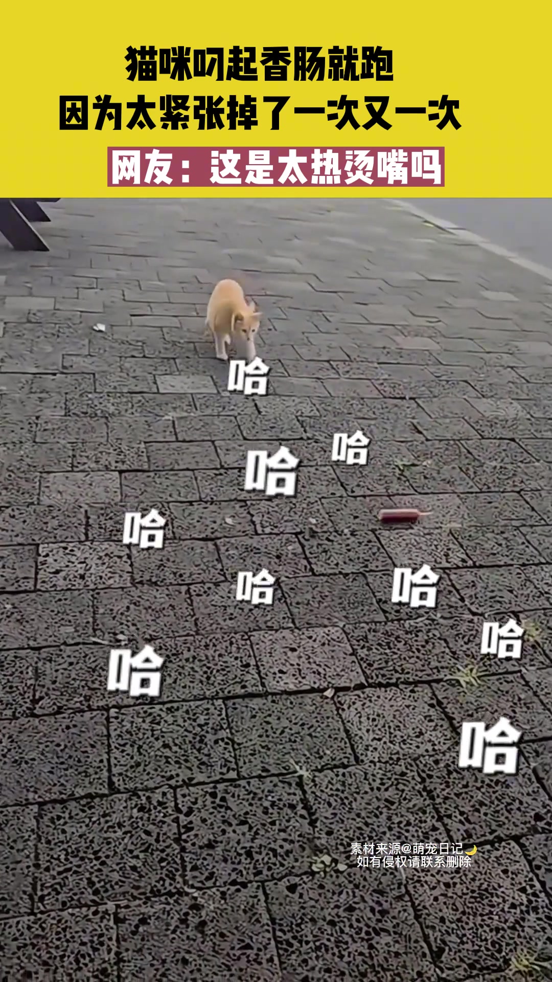 猫咪叼起香肠就跑，因为太紧张掉了一次又一次