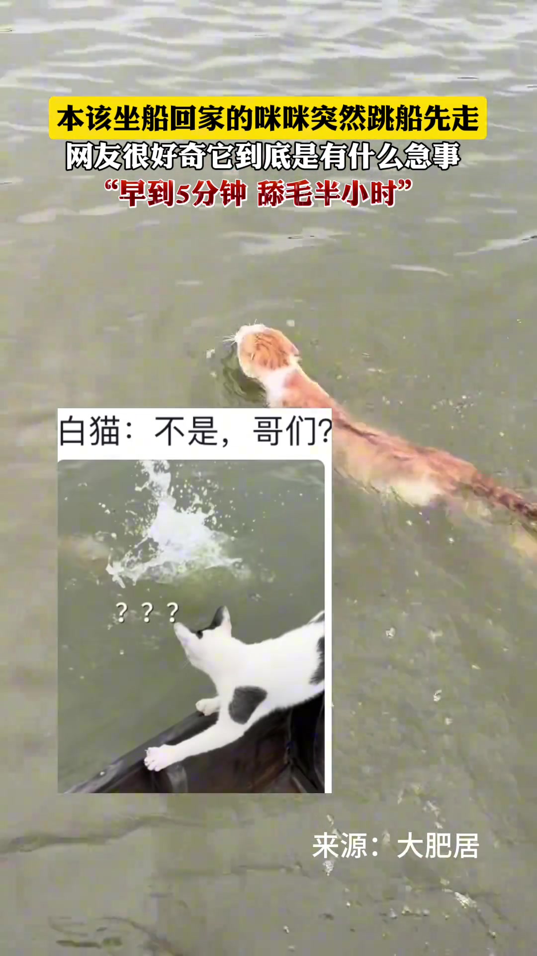 本该坐船回家的咪咪突然跳船先走，它是有什么急事吗
