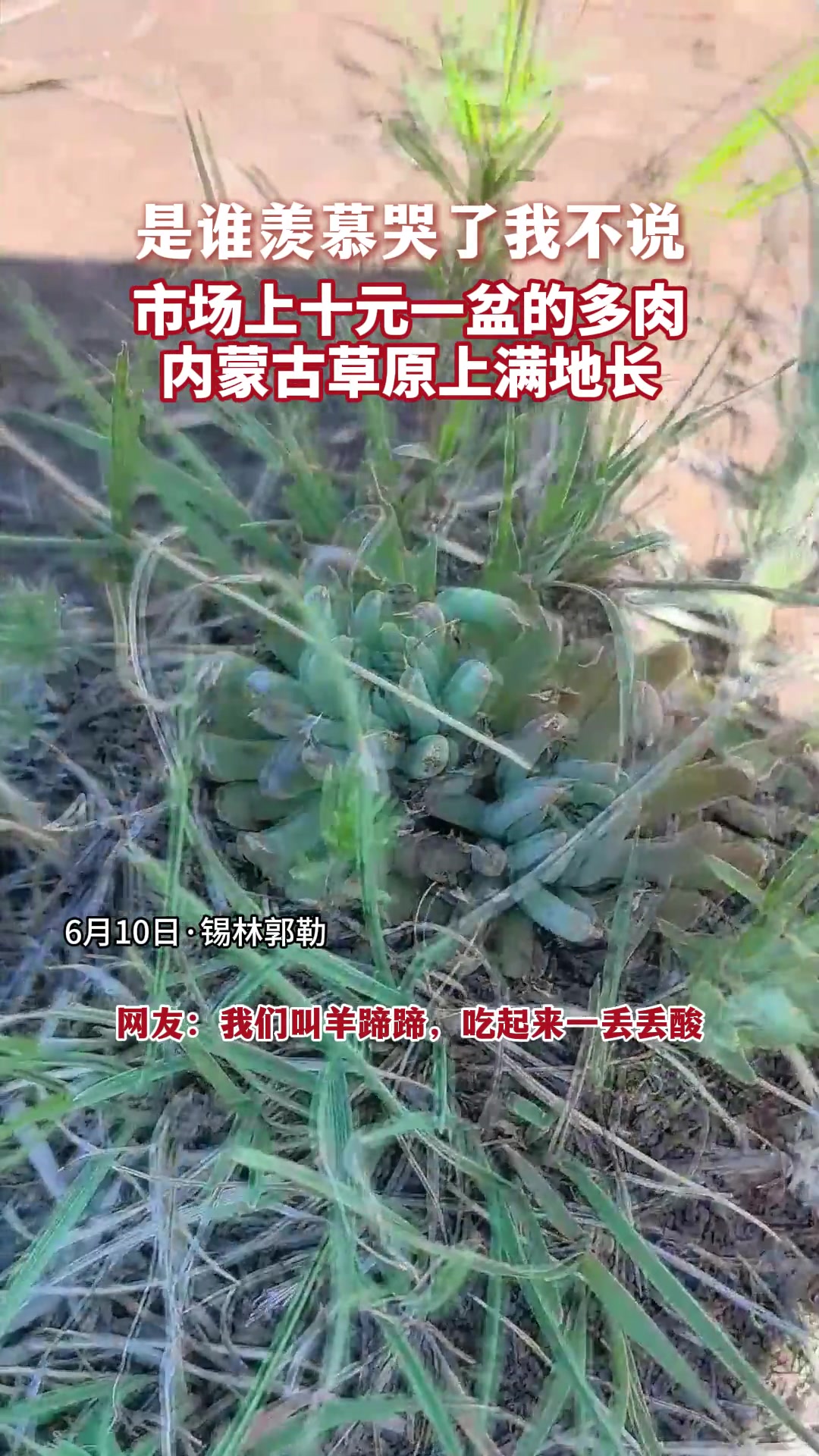 市场上十元一盆的多肉内蒙古草原上满地长