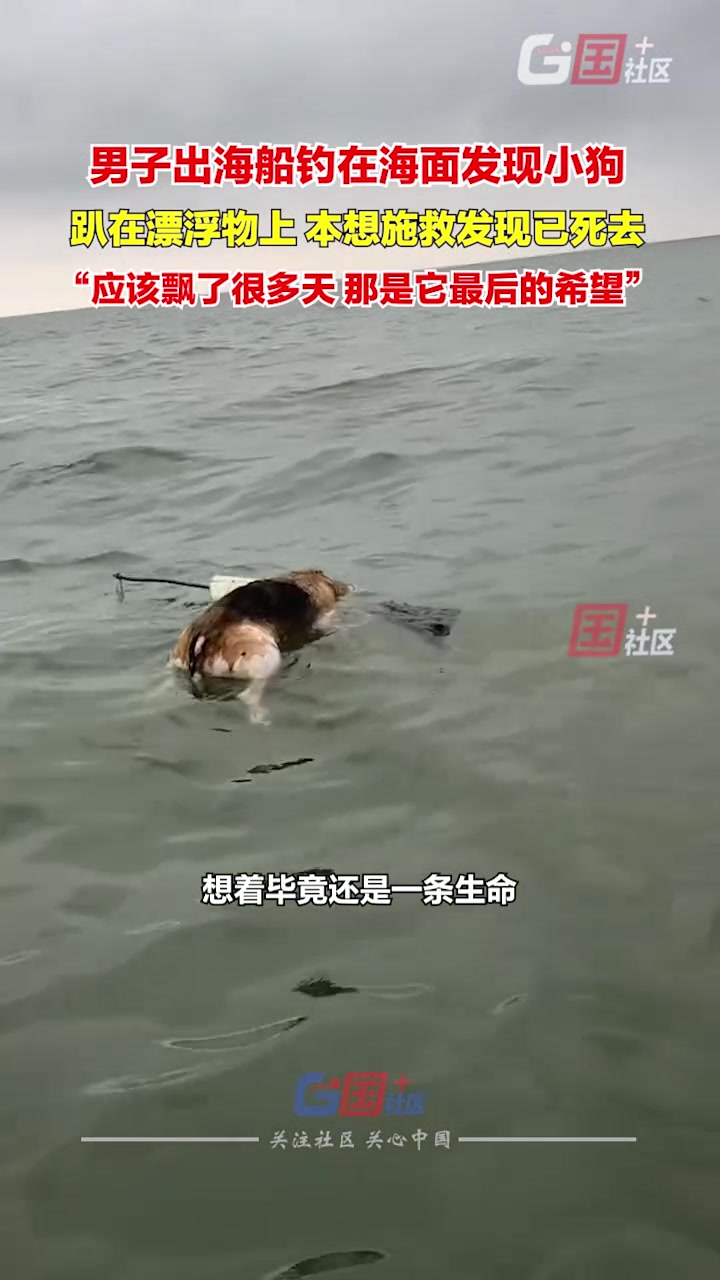男子出海船钓，途中发现海面漂浮一只小狗!