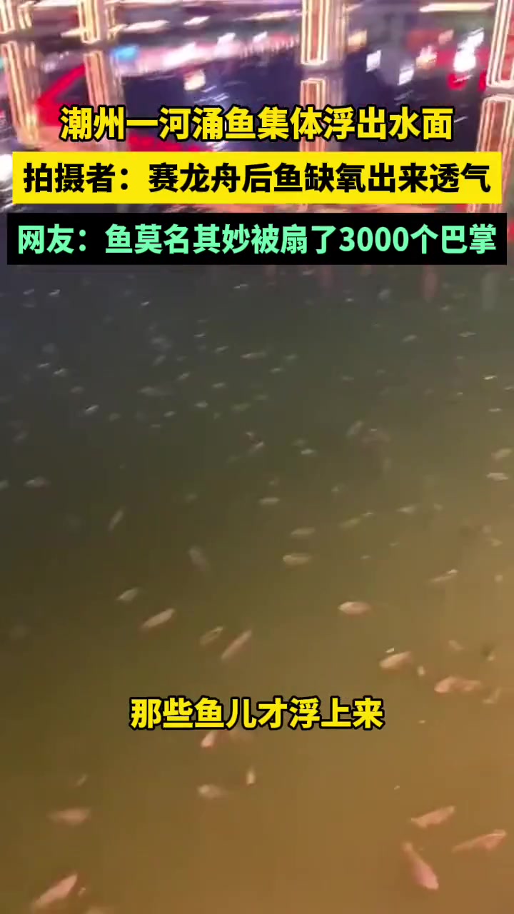鱼集体浮出水面？拍摄者称赛龙舟后鱼缺氧出来透气