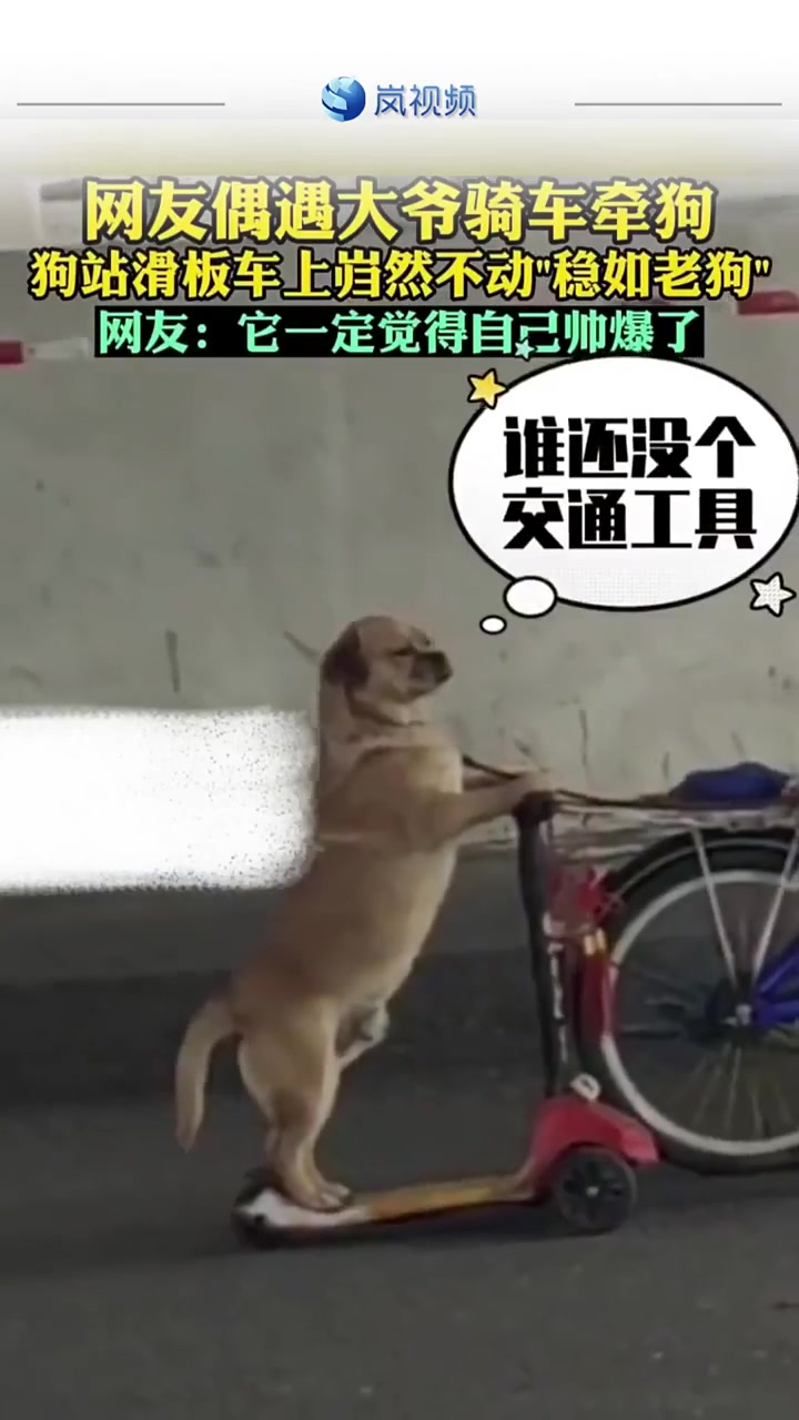 这也太可爱了，狗子一定觉得自己帅爆了！