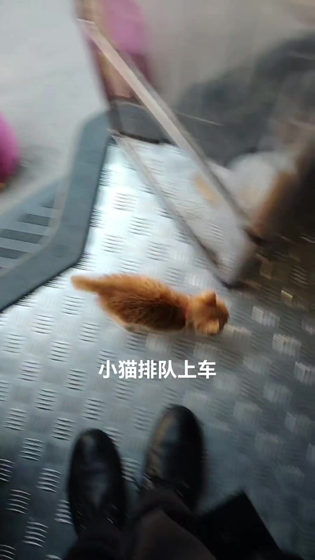大叔的小猫很有素质 上车都知道排队