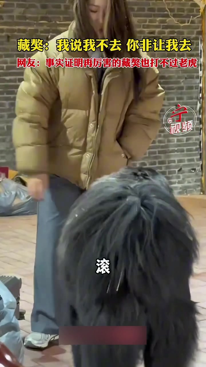 事实证明再厉害的藏獒也怕母老虎！