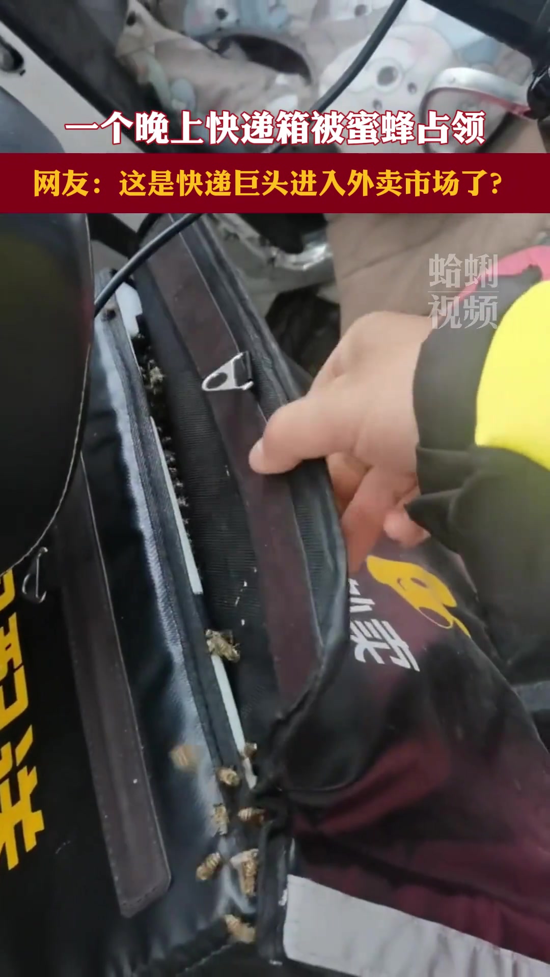 惊！男子发现外卖箱被蜜蜂占领 一晚上建了两个蜂巢