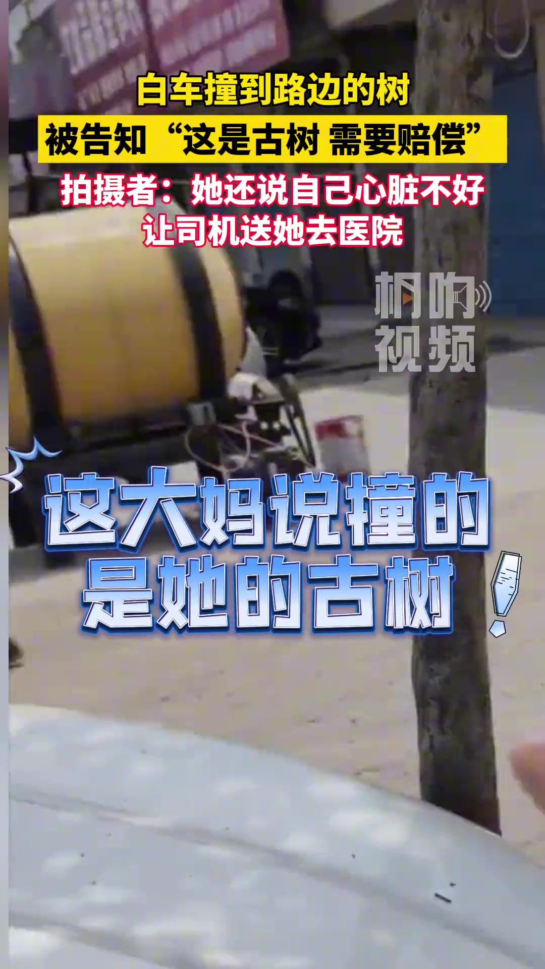 白车撞到路边的树 被告知“这是古树 需要赔偿”
