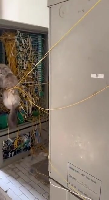 搞破坏第一名！这样它还好意思委屈的叫呢？