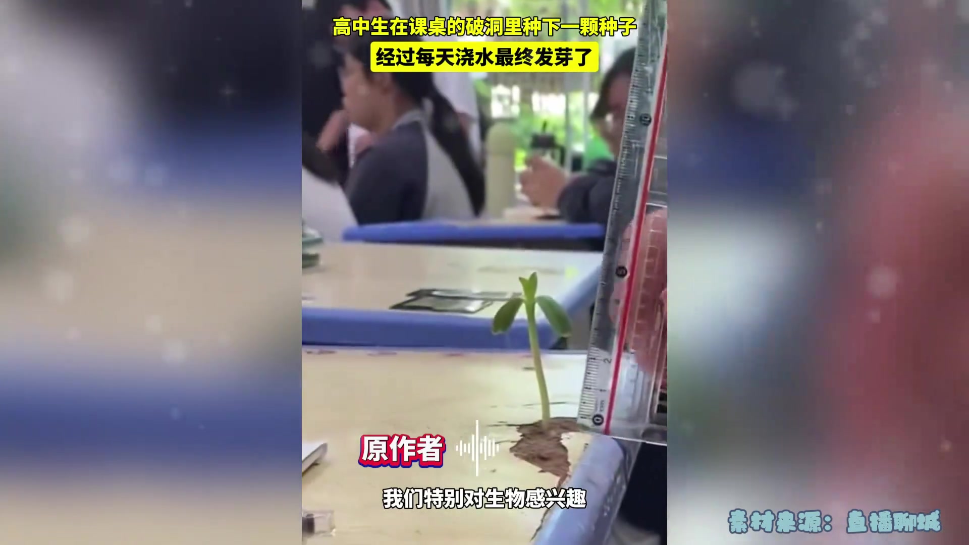 学生在课桌的破洞里种下一种子 每天浇水最后竟发芽了