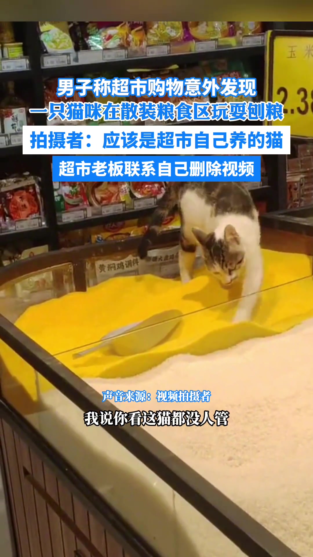 男子称超市购物时 发现一只猫咪在散装粮食区玩耍刨粮