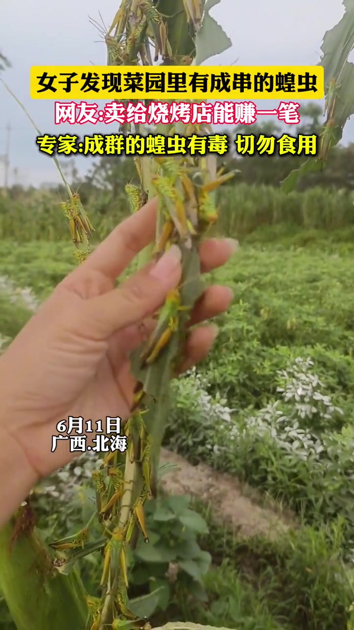 为什么落单的就能吃？成群了反而不行？