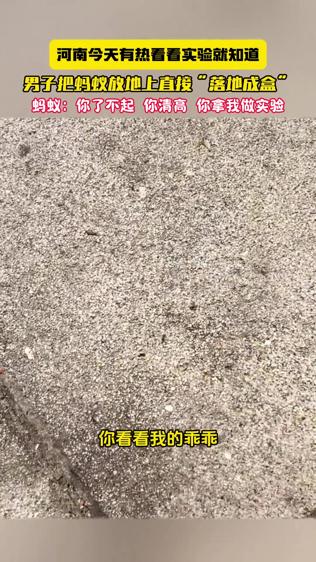 河南的天得有多热 男子把蚂蚁放地上直接“落地成盒”