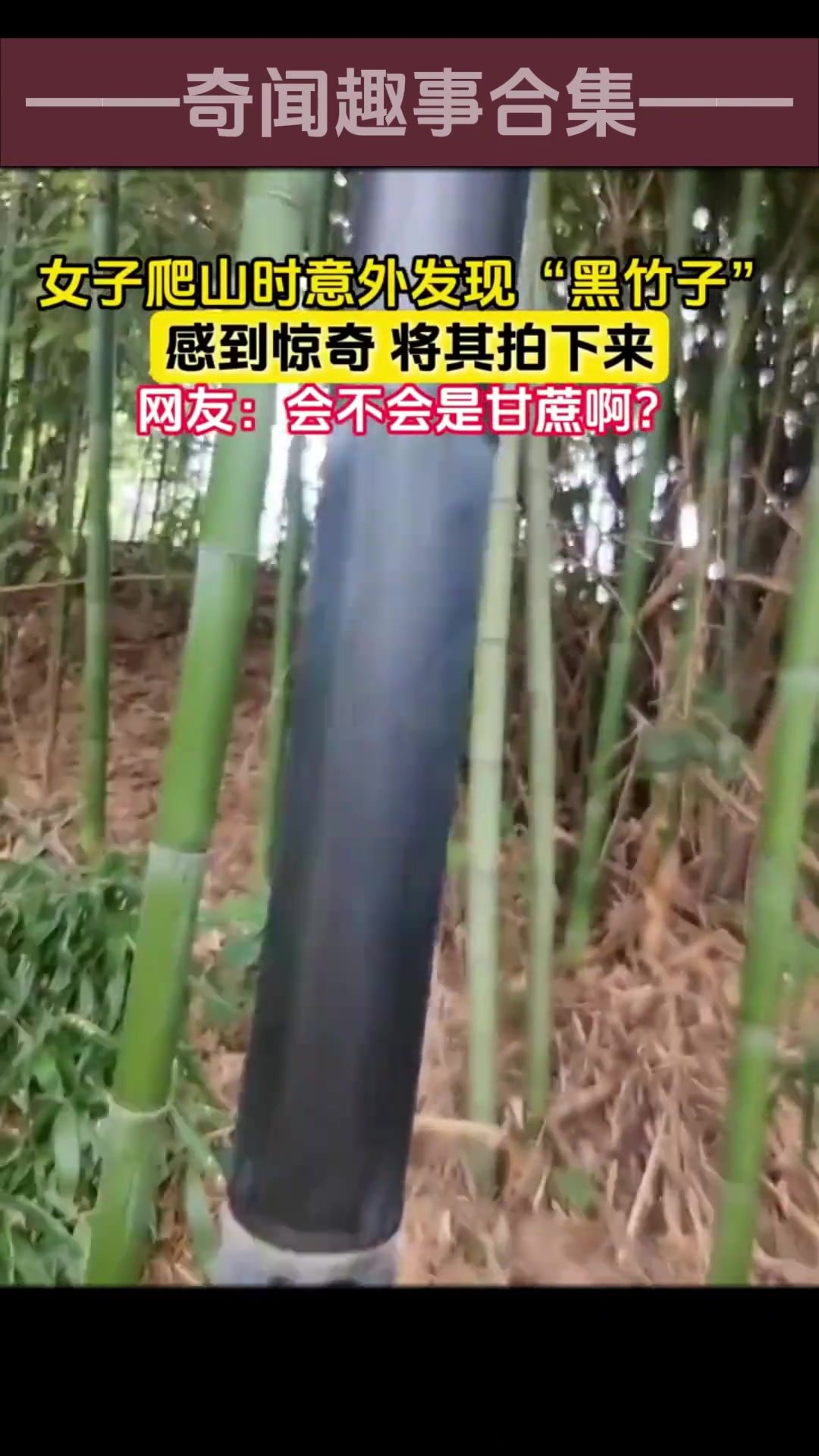 女子爬山意外发现一根“黑竹” 话说这会不会是甘蔗啊