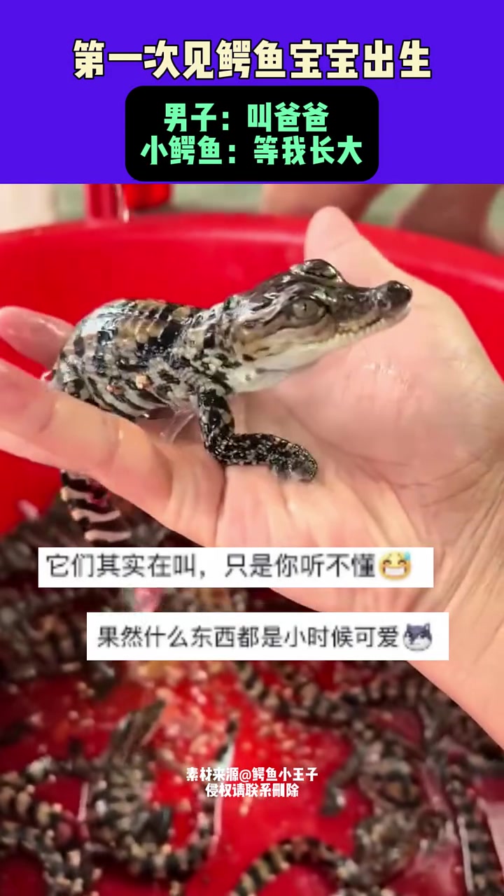 第一次见鳄鱼宝宝出生 !