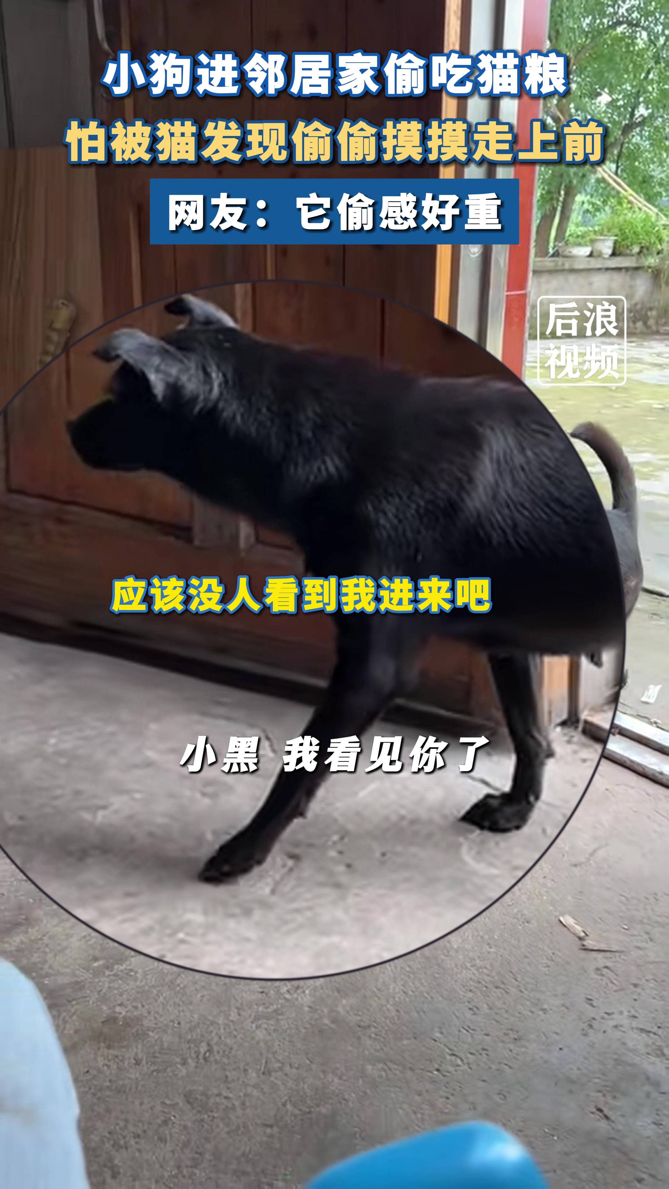 我终于知道什么叫狗狗祟祟！