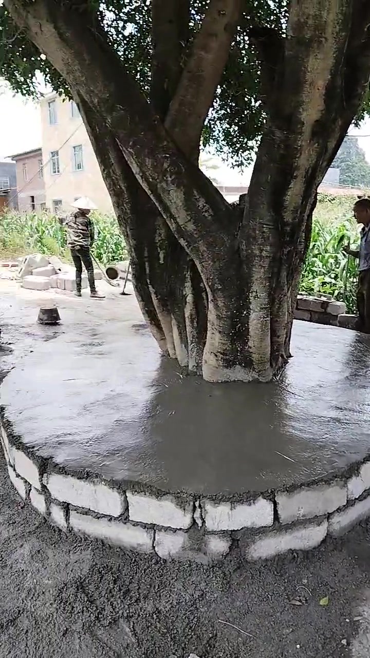 这树都比村子老了吧！这样做合适吗？