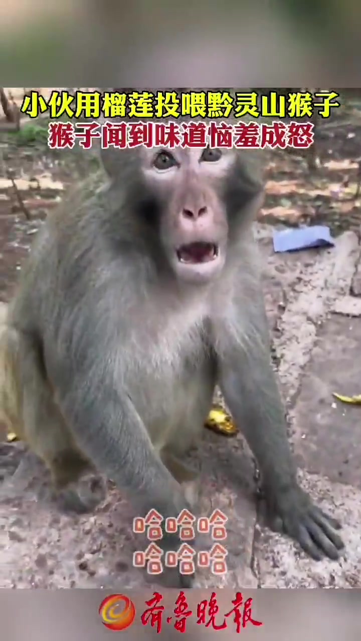 吗喽闻到榴莲恼羞成怒！