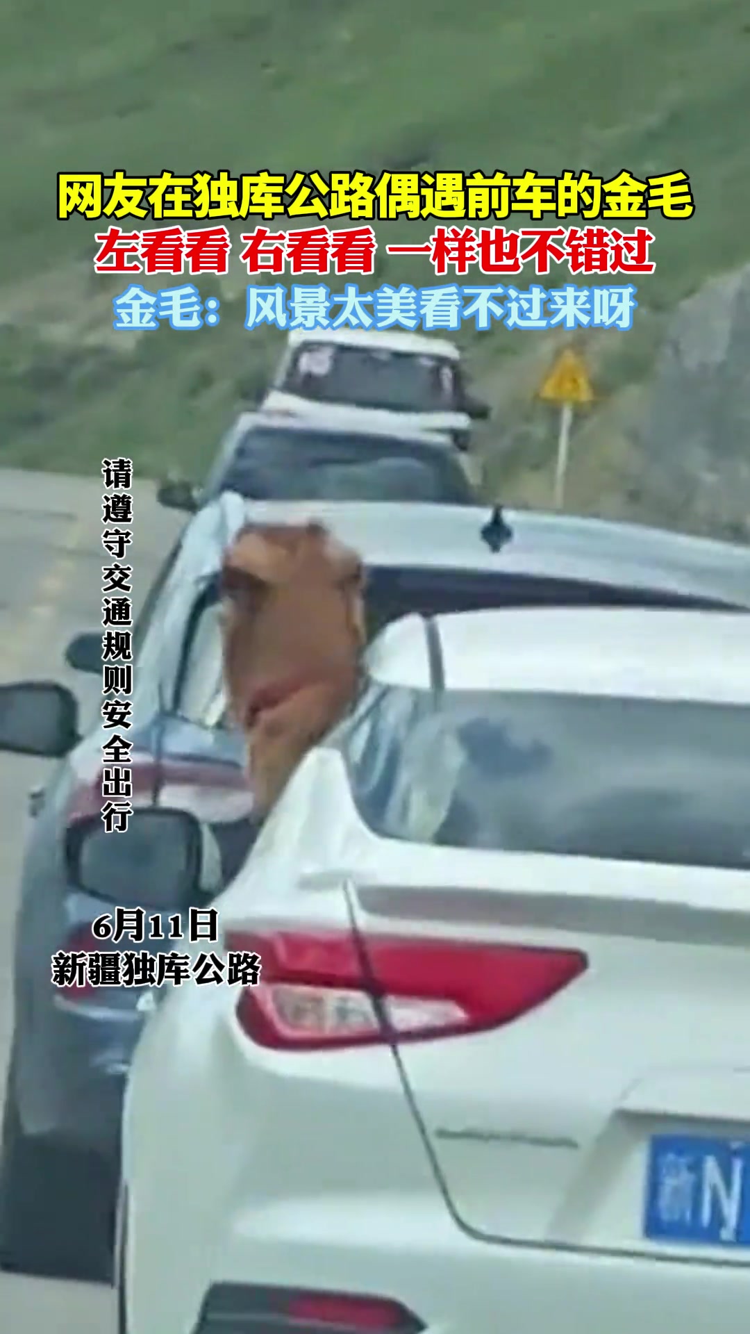 金毛：风景太美看不过来呀！捉急~