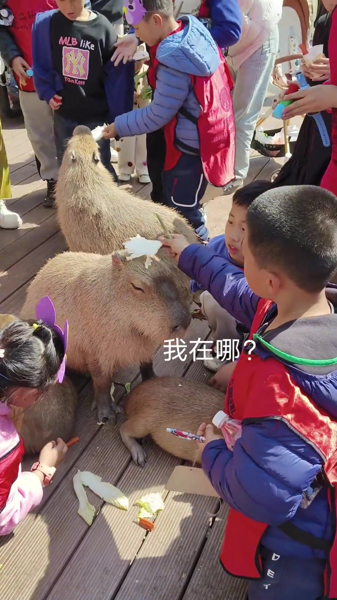 卡皮巴拉一生两件事情不做：不会做的不做会做的也不做