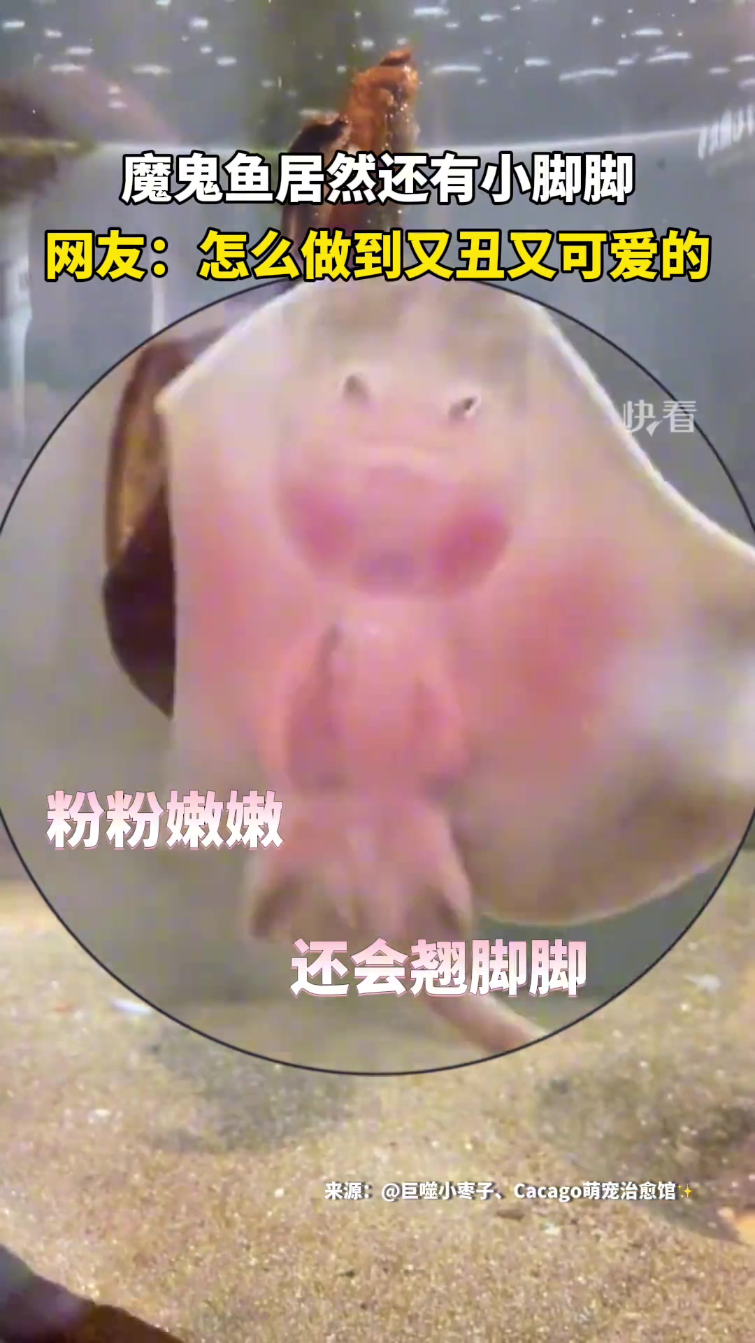 魔鬼鱼居然还有小脚脚？它是怎么做到又丑又可爱的？！